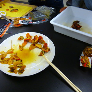 公開講座「ホヤって、貝じゃないんですか？ 」を開催しました